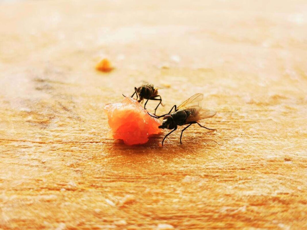 musytes virtuvėje lesančios maisto gabalėlį ant stalo paviršiaus