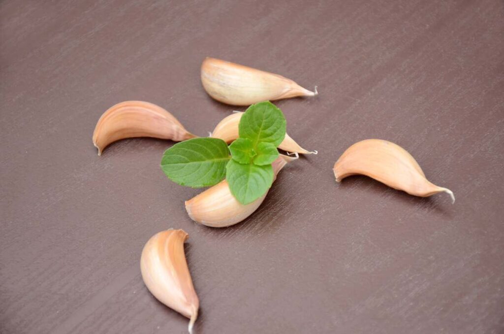 natūralus purškiklis daržui gaminamas iš česnako skiltelių ir mėtų lapelių