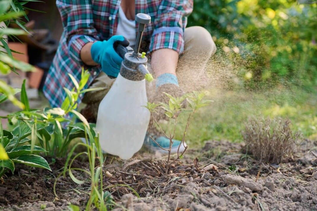 natūralus purškiklis daržui naudojamas augalams purkšti sode, kad lapai būtų apsaugoti nuo vabzdžių