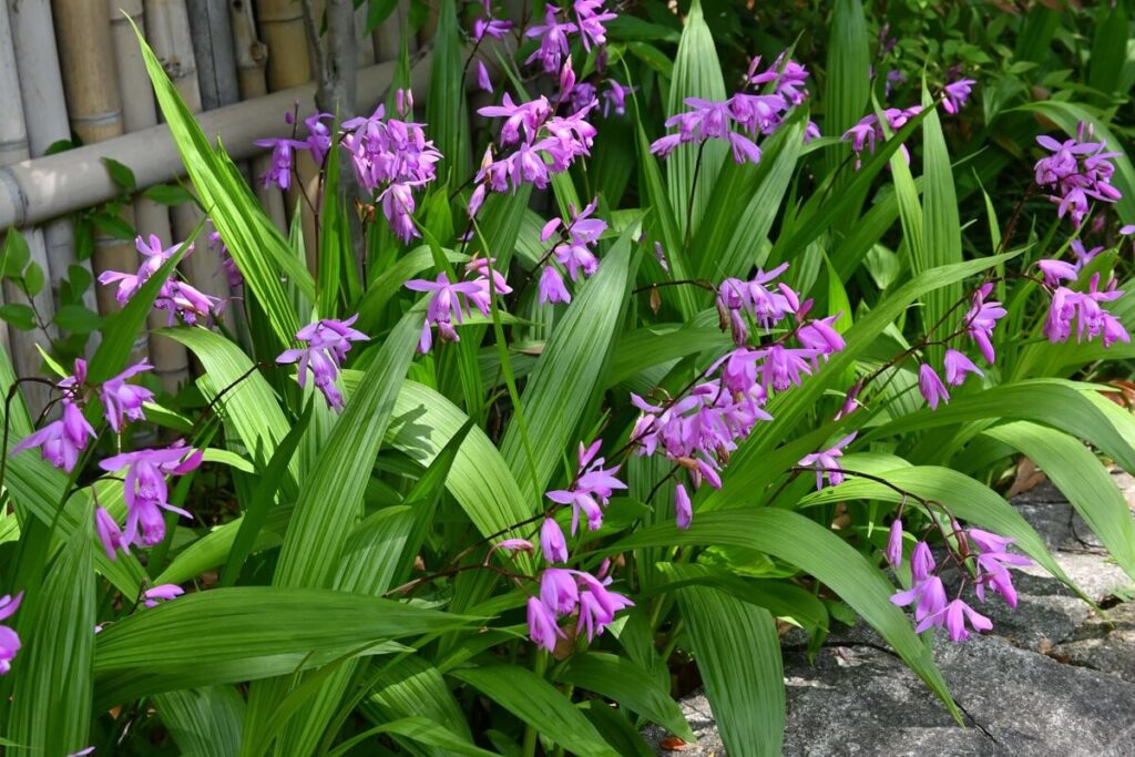 orchidėjų tręšimas palaiko sveikus lapus ir gausius žiedus, matomus šių lauko orchidėjų kuokštuose