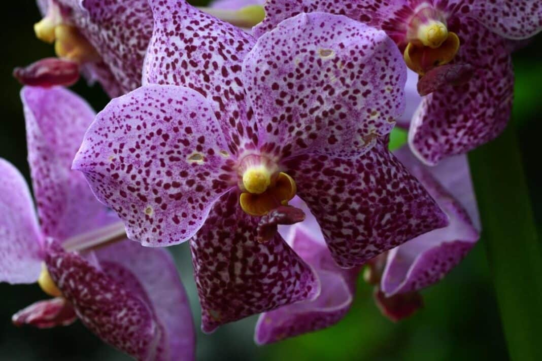orchidėjų tręšimas padeda formuoti stambius ir ryškius orchidėjų žiedus, kaip matoma šiame artimame kadre