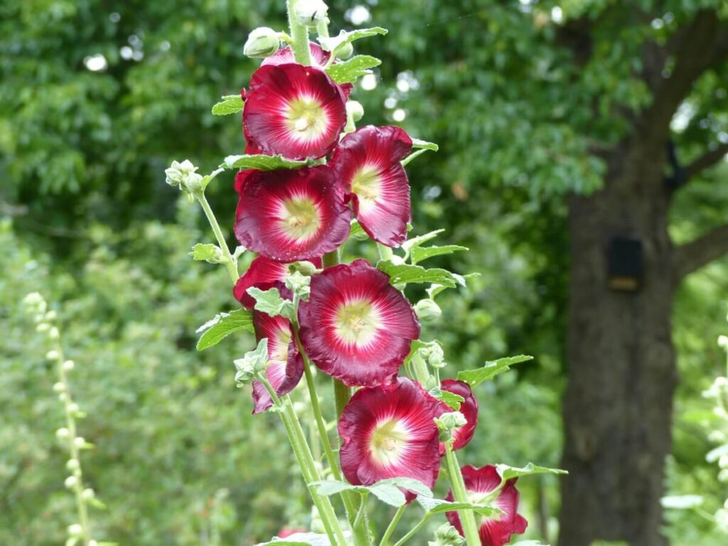 piliarožių lapų ligos sveiki žiedai ir žali lapai sode