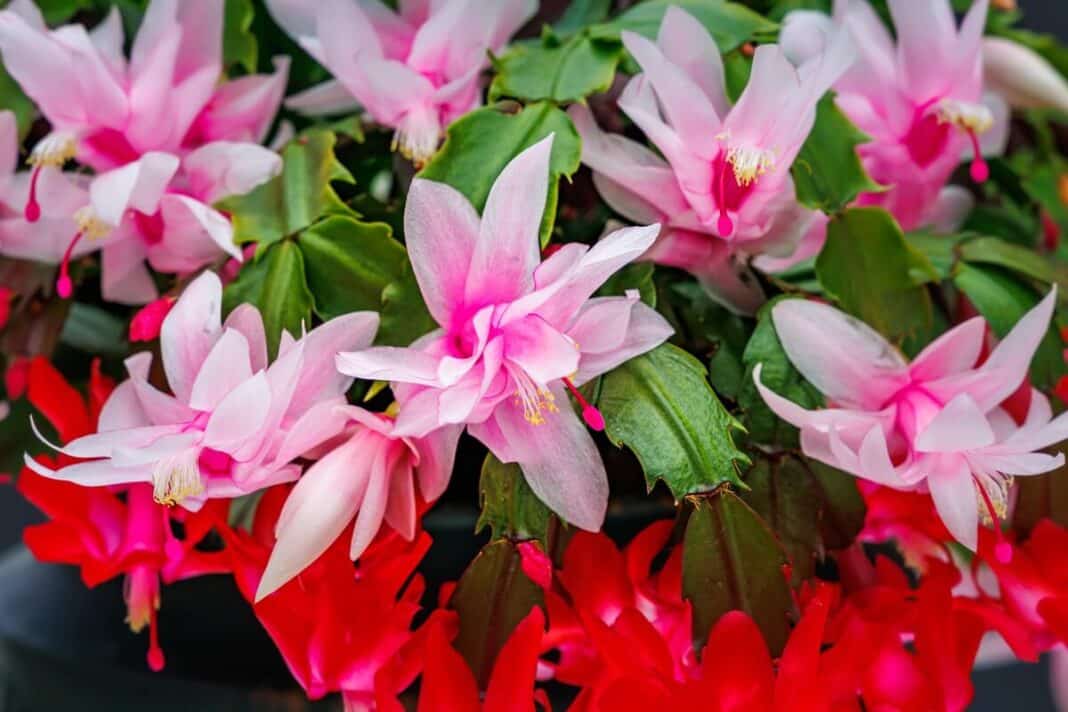 plokstenio-genejimas parodytas iš arti prie ryškiai rožinių žiedų, išryškinant sveikus segmentus ir gausų žydėjimą.