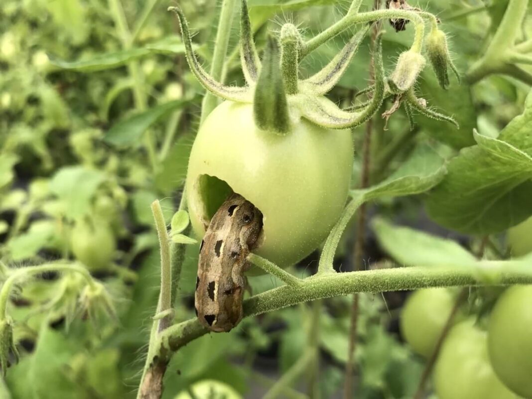 pomidoru kirmėlė įsigraužusi į žalią pomidorą ir maitinasi vaisiaus minkštimu