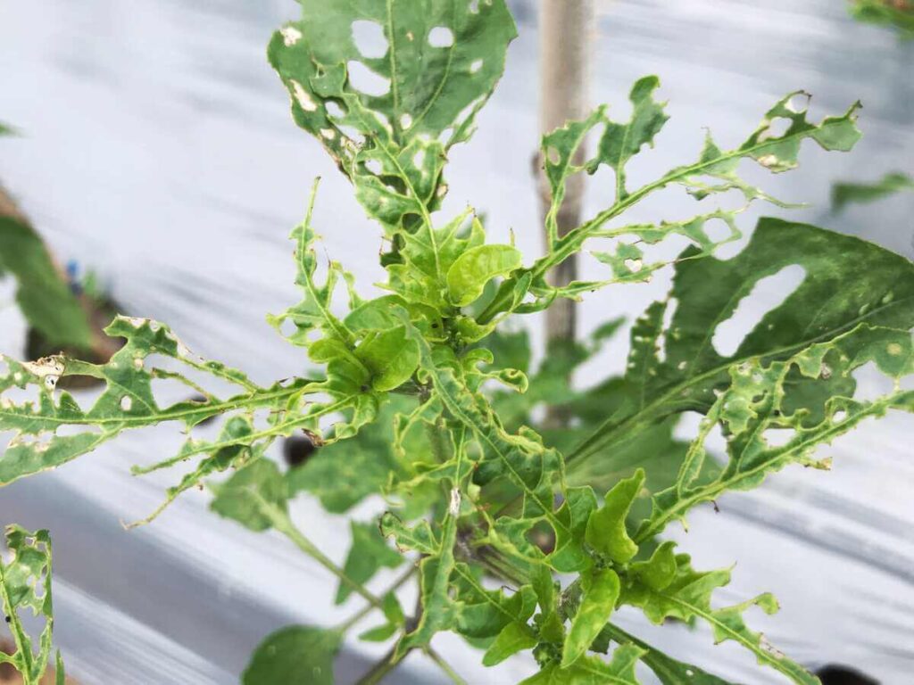 pomidoru kirmėlė palikusi skylėtus ir sunykusius pomidorų lapus po intensyvaus graužimo