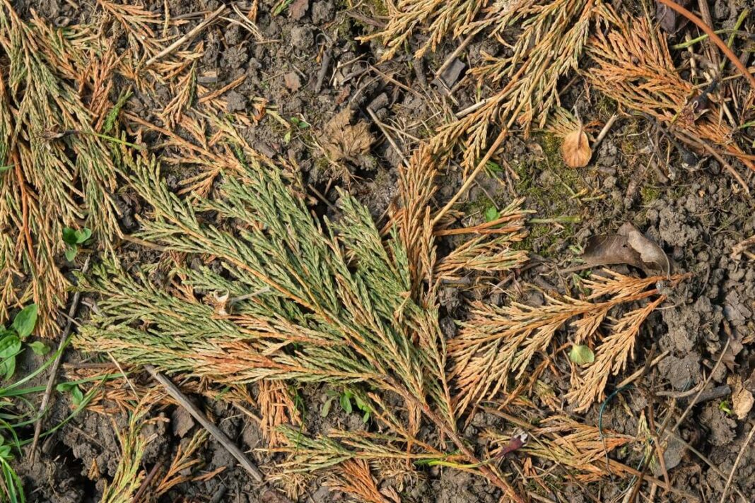 pusu-spygliai paskleisti ant dirvos kaip naturali apsaugine danga