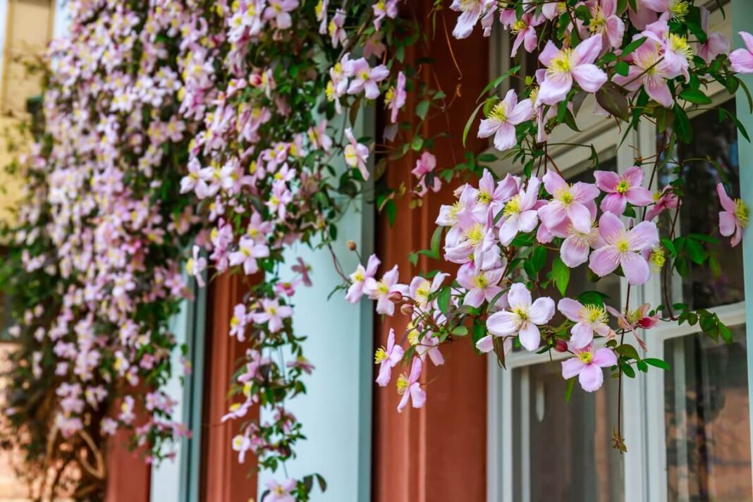 raganes kirpimas rudeni rožinės raganės žydinčios prie namo langų