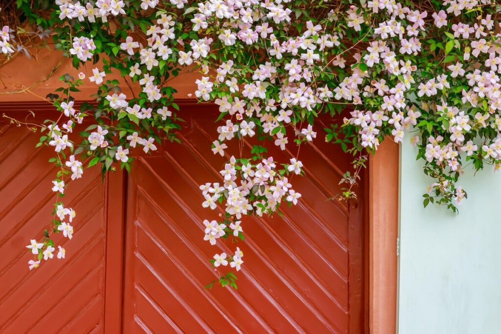 raganes kirpimas rudeni žydinčios raganės ant raudonų durų fone