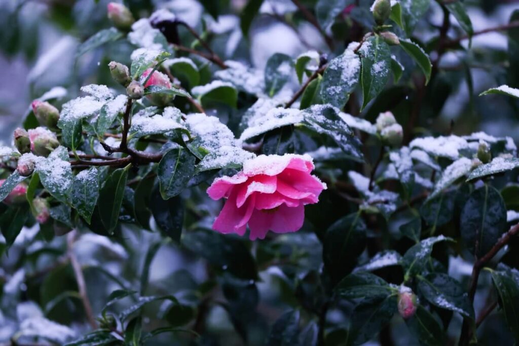 roziu-dengimas rožės žiedas ir pumpurai apsnigtomis viršūnėmis po pirmo šalčio.