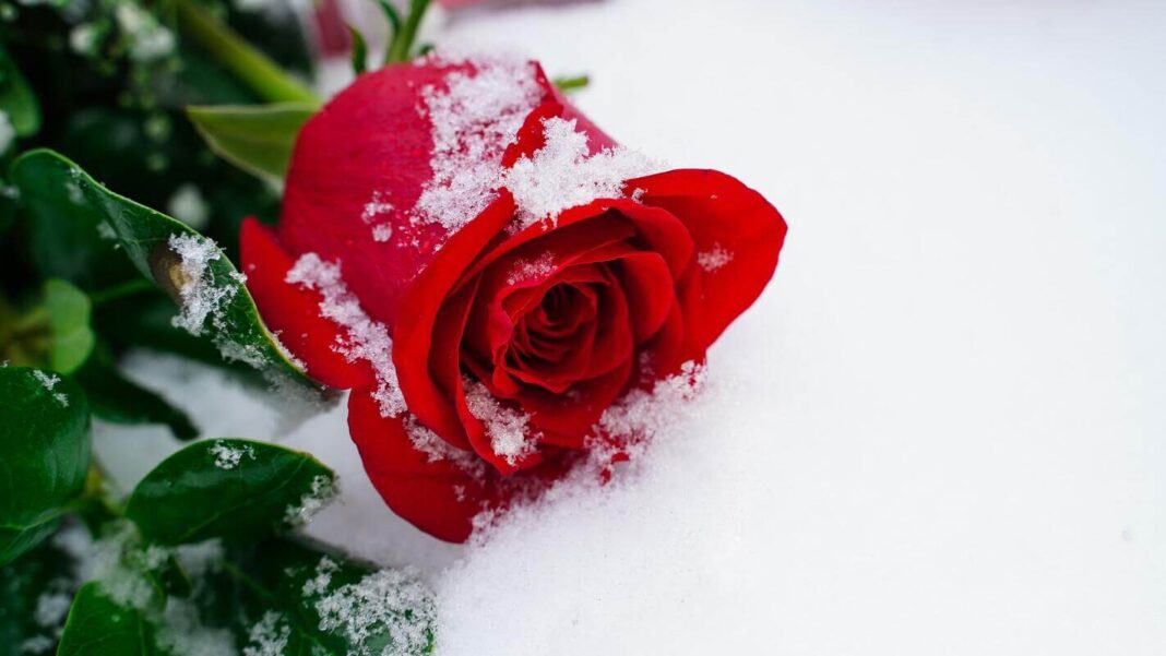 roziu-dengimas ryškiai raudona rožė sniege, išlaikiusi formą šaltesnę naktį.
