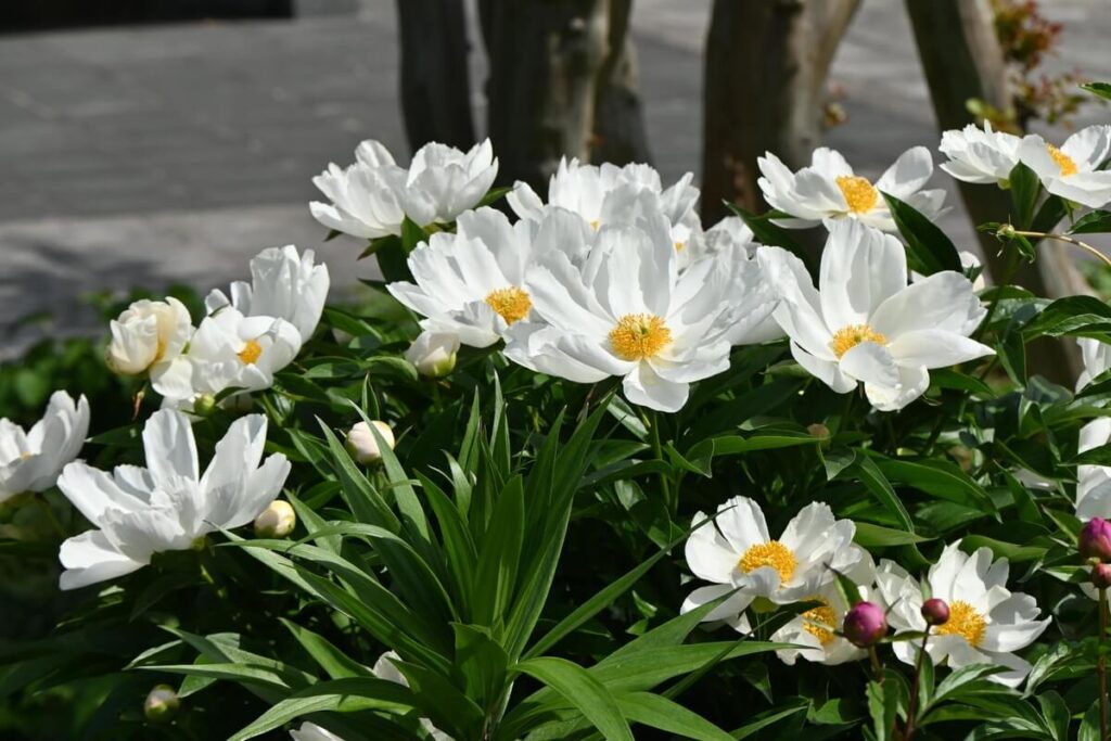 rudeni žydinčios gėlės bijūnai – balti žiedai sode su žalia lapija, suteikiantys švaros ir ramybės įspūdį.