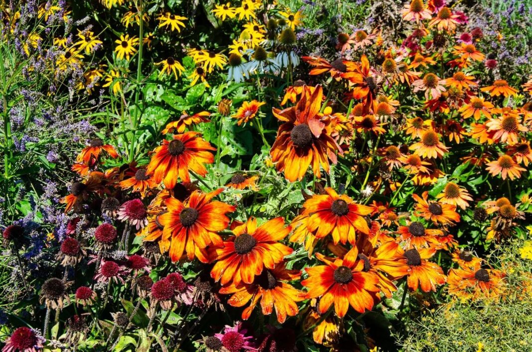 rudeni žydinčios gėlės rudbeckijos – ryškiai oranžiniai ir geltoni žiedai sode, suteikiantys šilumos ir energijos.