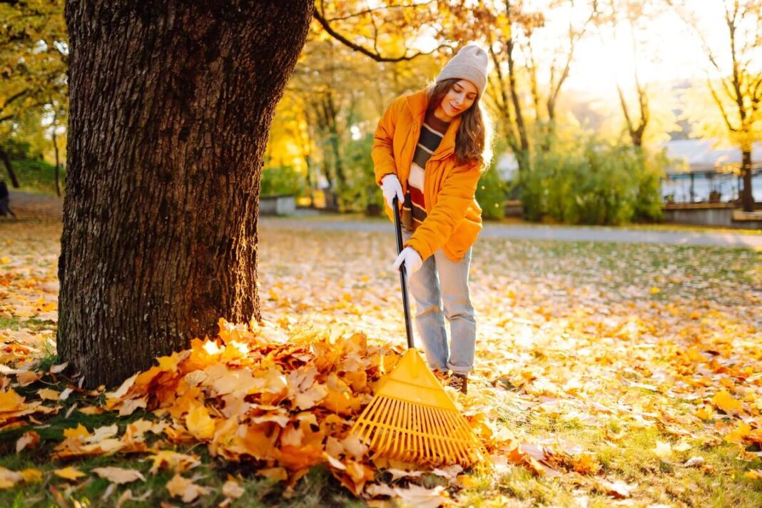 rudens lapų tvarkymas žmogus parke grėbliauja lapus prie medžio, rudeninė aplinka