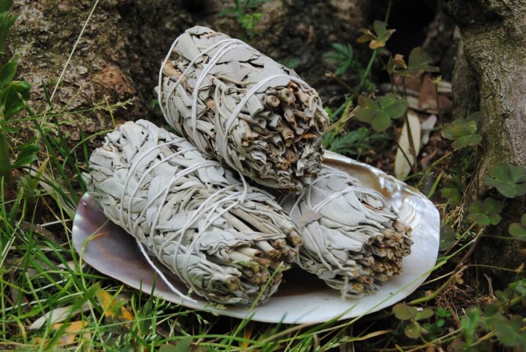 salavijo-rysulelis dziovintas suristas augalu rinkinys lauke