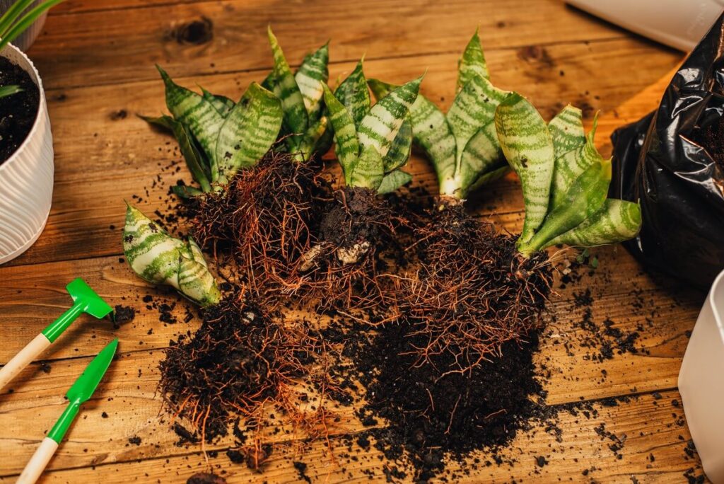 sansevjerija atžalos dalijimas, matomi šakniastiebiai ir jauni ūgliai