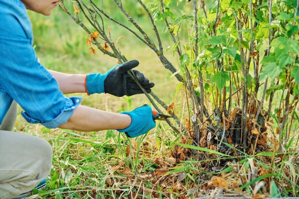 serbentų tręšimas po derliaus – žmogus su pirštinėmis genėja senas šakas prie serbentų krūmo