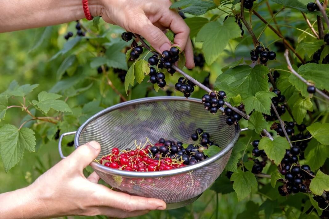 serbentų tręšimas po derliaus – rankos renka prinokusias juodųjų ir raudonųjų serbentų uogas į sietelį sode