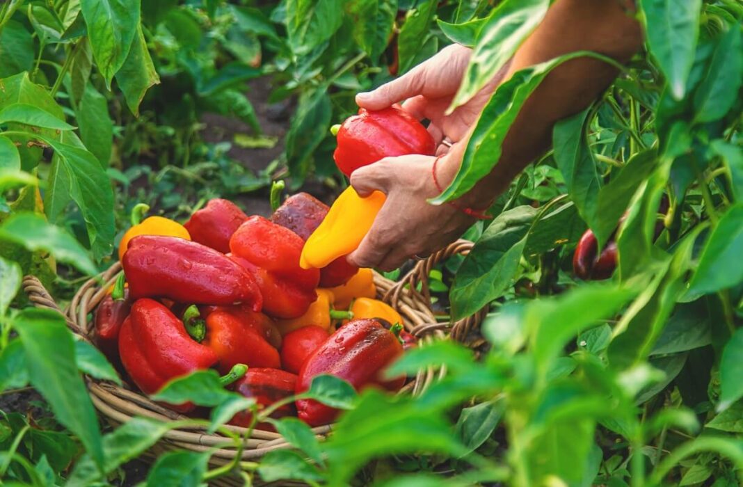 saldžiosios paprikos auginimas gausiam ir sultingam derliui