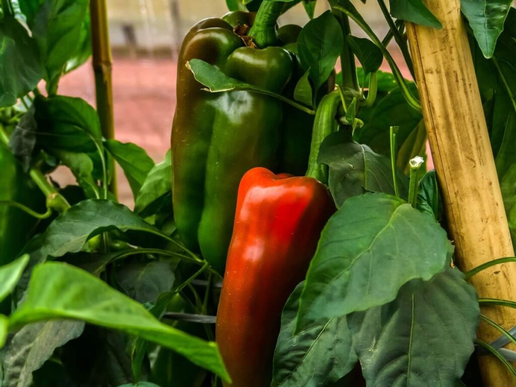 saldžiosios paprikos auginimas geram nokimui ir sveikam augimui