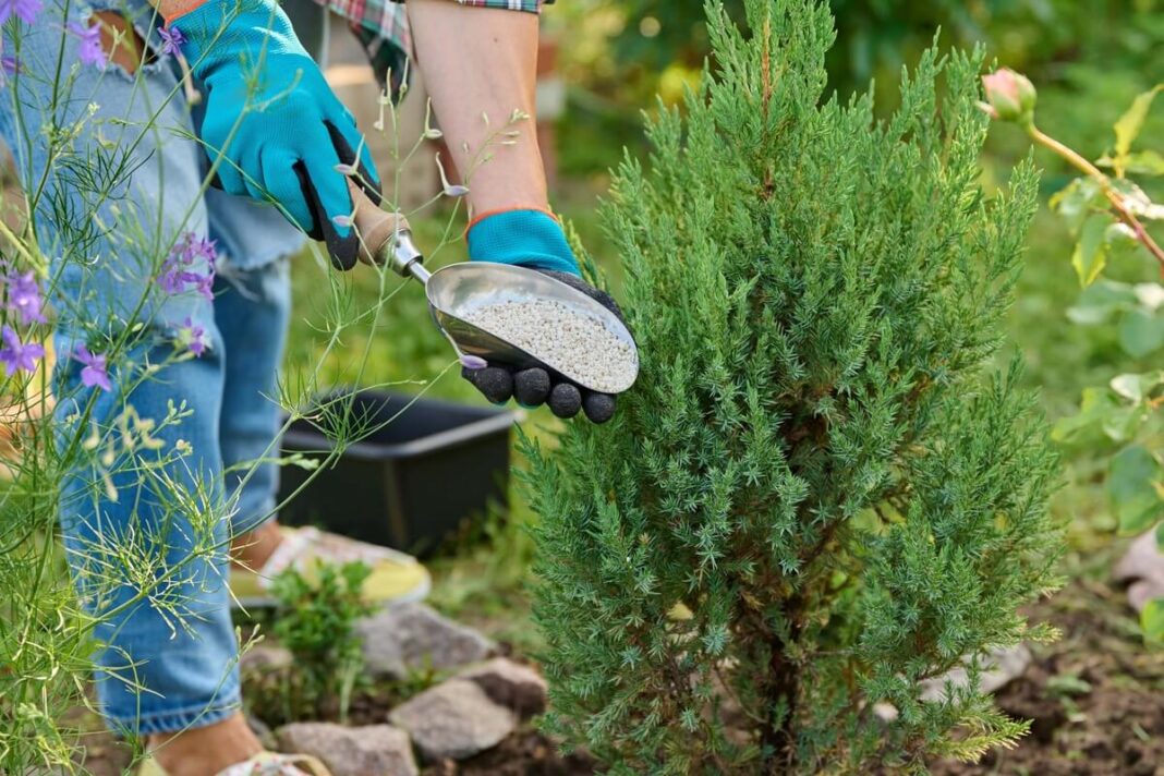 spygliuočių tręšimas rudenį – žmogus barsto granuliuotas trąšas prie jauno spygliuočio sode