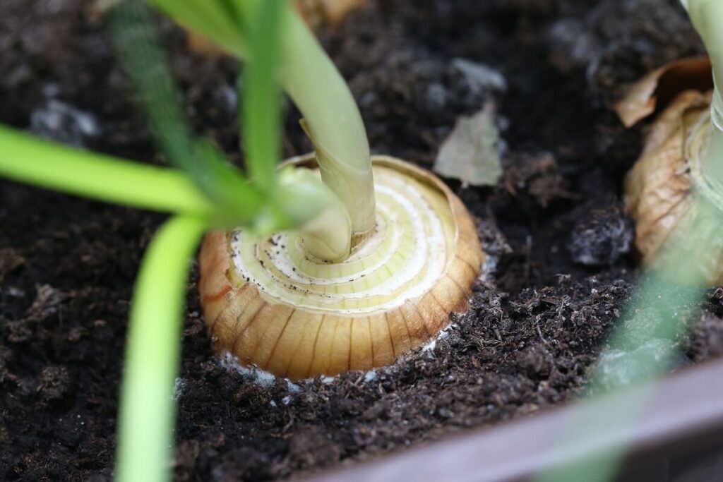 svogūnų sodinukų mirkymas dirvoje – svogūnas auga drėgnoje, purioje žemėje po rudeninio sodinimo.