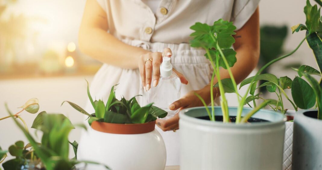 tirpalas nuo erkučių moteris purškia kambarinį augalą apsaugai nuo smulkių kenkėjų