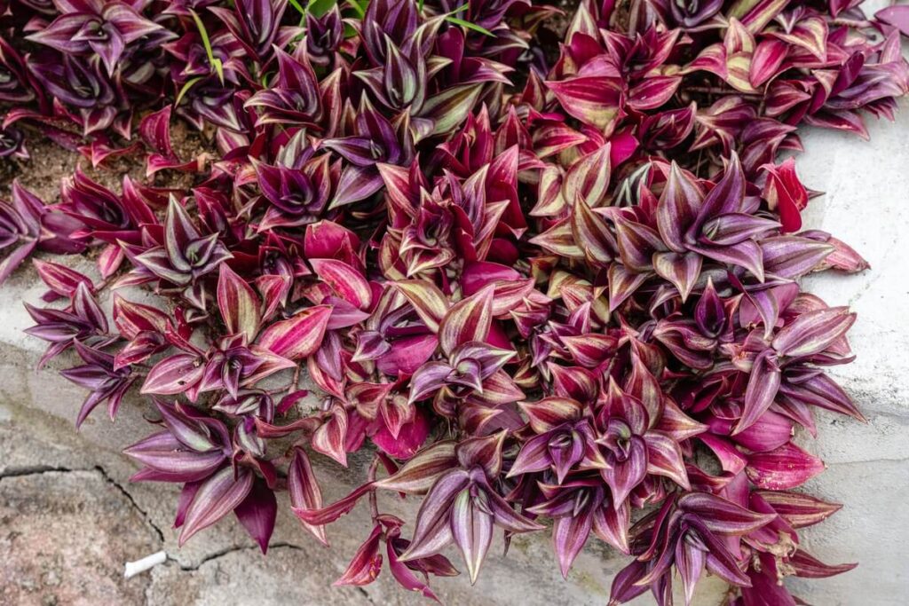 tradeskancija puriais violetiniais ir rožiniais kerais prie betoninio krašto