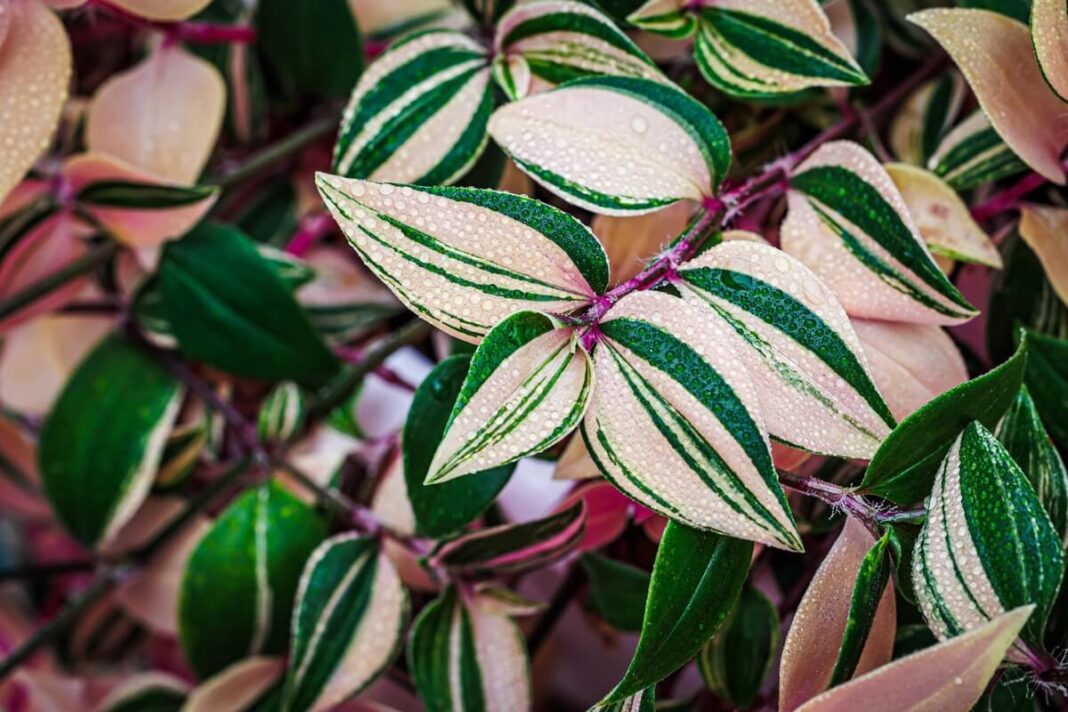 tradeskancija su margais lapais ir rasos lašeliais ryškiame fone