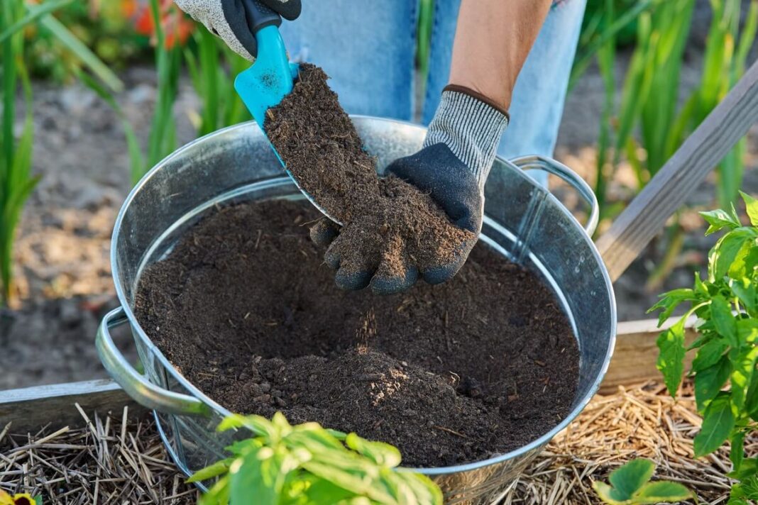 Trąšos žiemą augalams – komposto paruošimas ir įterpimas į dirvą, siekiant pagerinti jos struktūrą ir derlingumą.