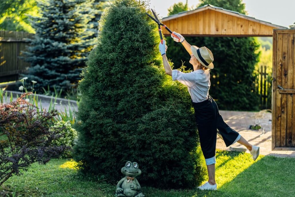 tujos augimas didelė suaugusi tuja, kurią formuoja sodininkė sode