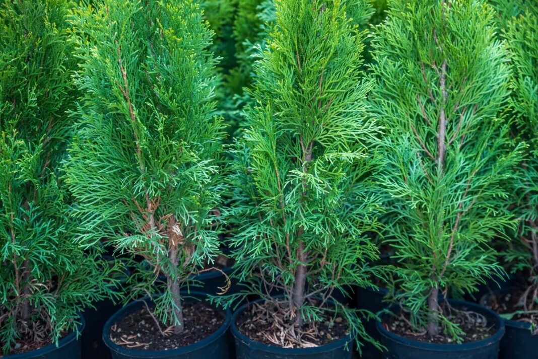 tujos augimas jauni sodinukai vazonuose paruošti sodinimui ir sparčiam įsišaknijimui