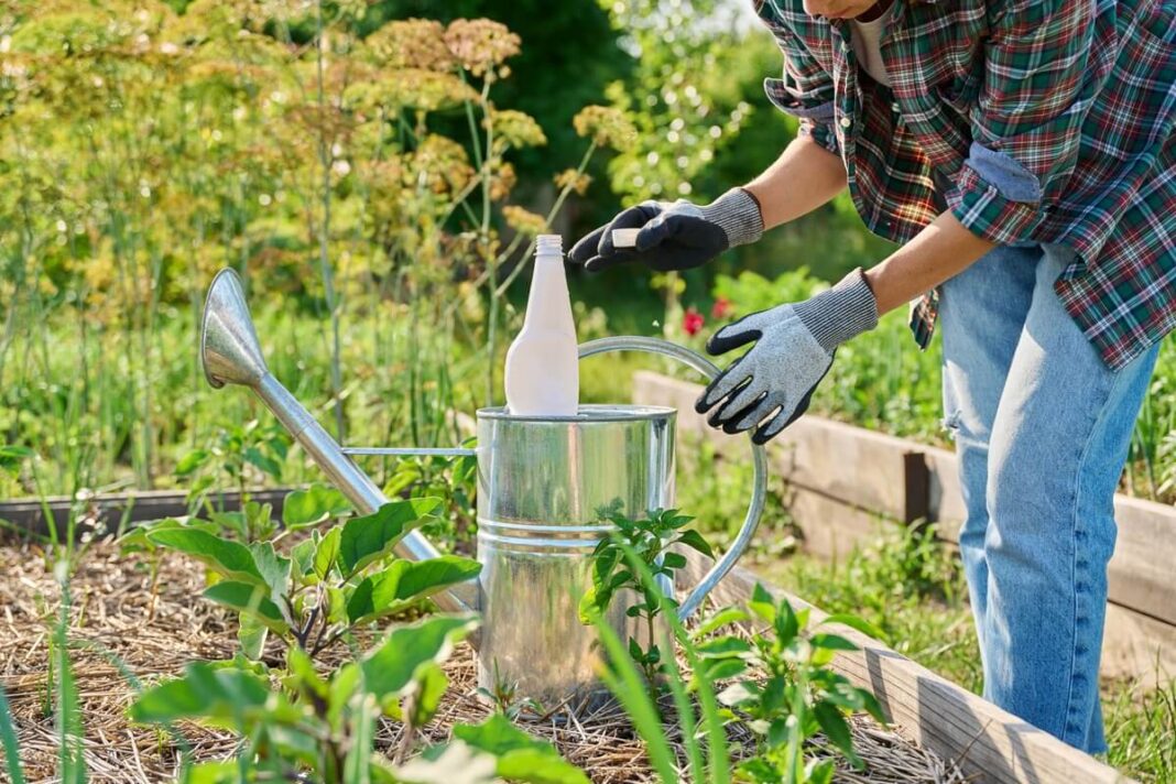 Vandenilio peroksidas darže naudojamas laistant augalus iš metalinės laistytuvės – paprastas būdas atgaivinti dirvą ir šaknis.