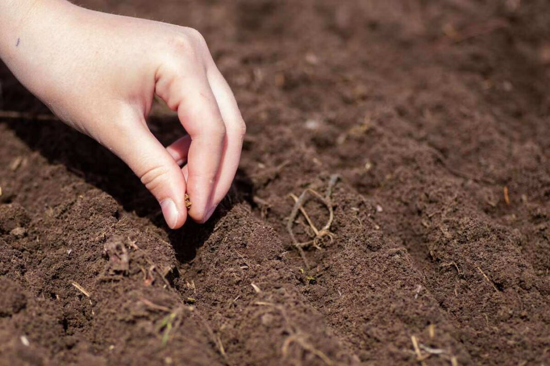 ziemine morku seja beriama i seklia vagelę purioje dirvoje