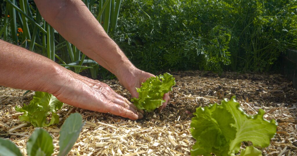 ziemine salotu seja sodinant jaunus lapinius daigus mulčiuotoje lysvėje