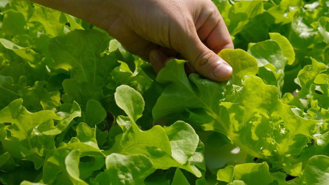 ziemine salotu seja jau užauginus sultingus šviežius lapus darže