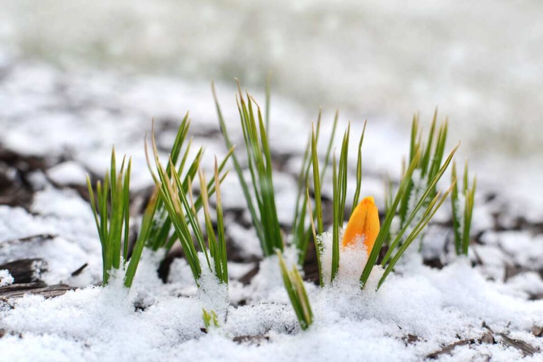 žieminė sėja darže su ankstyvais daigais ir žydinčiu kroku pro sniegą