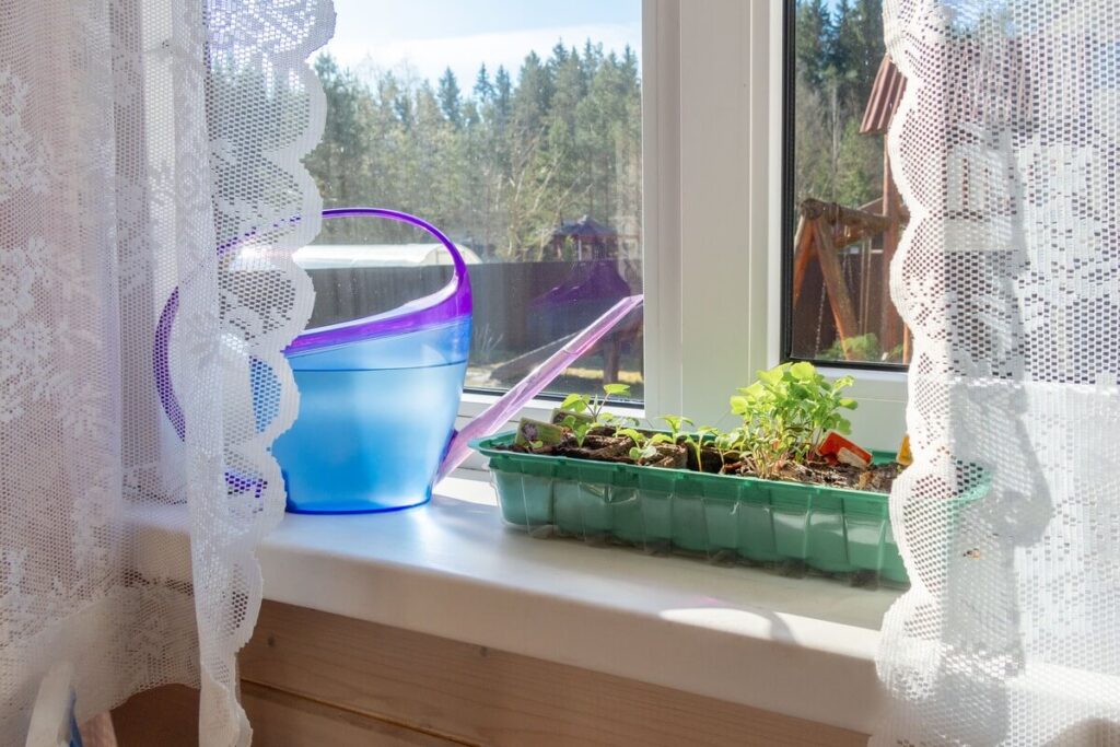 zoleles ant palanges auga salia indo su vandeniu ties lango sviesa