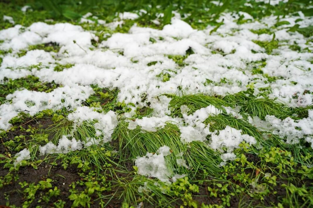 žolelės išgyvenančios po sniegu – žalios žolės stiebai matomi po tirpstančiu sniego sluoksniu.