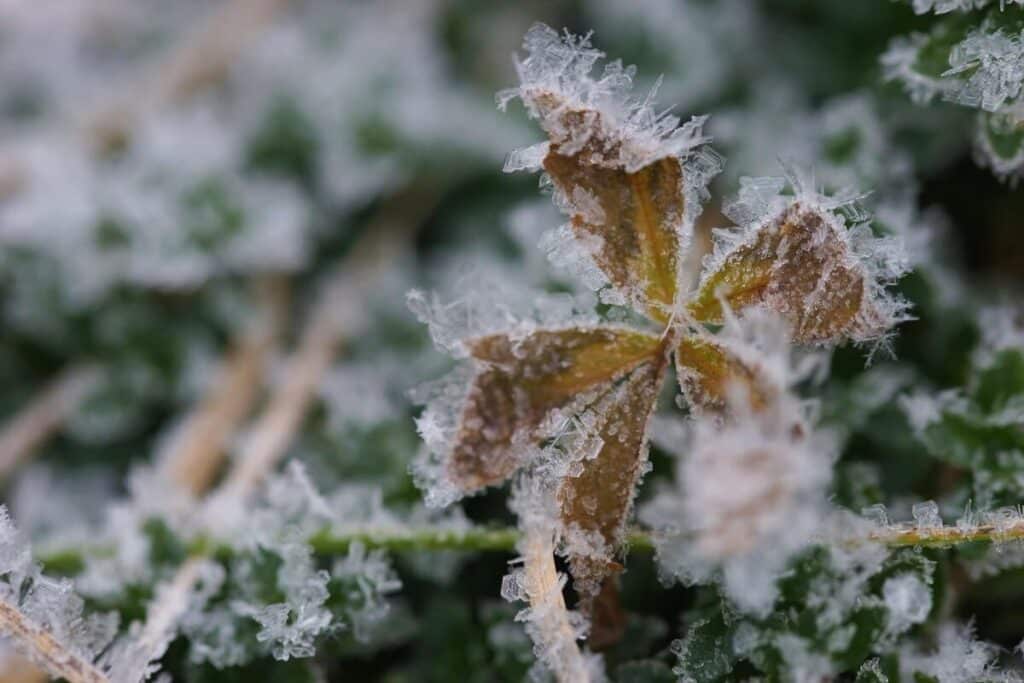 žolelės išgyvenančios po sniegu – užšalęs lapelis su šerkšno kristalais, išlaikantis gyvybę po šalčio.