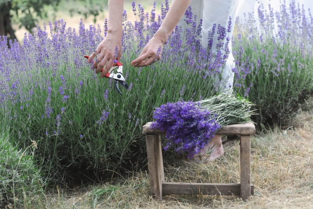 Žolelių genėjimas lapkritį – rankos pjauna levandas ir deda šviežius ūglius ant suolo.