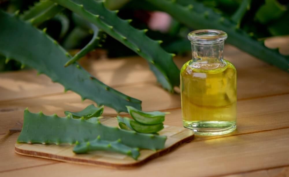 alijošiaus sultys stiklo buteliuke tarp žalių alijošiaus lapų