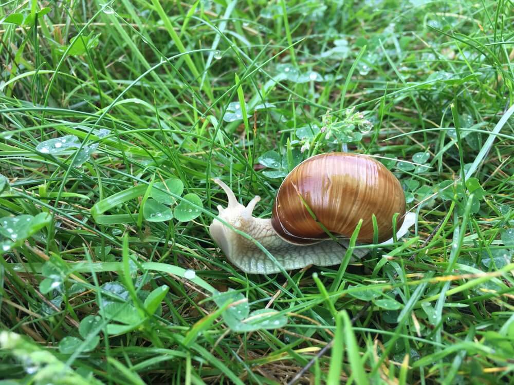 augalai nuo sraigių padeda apsaugoti daržą, o nuotraukoje matoma sraigė juda per drėgną žolę