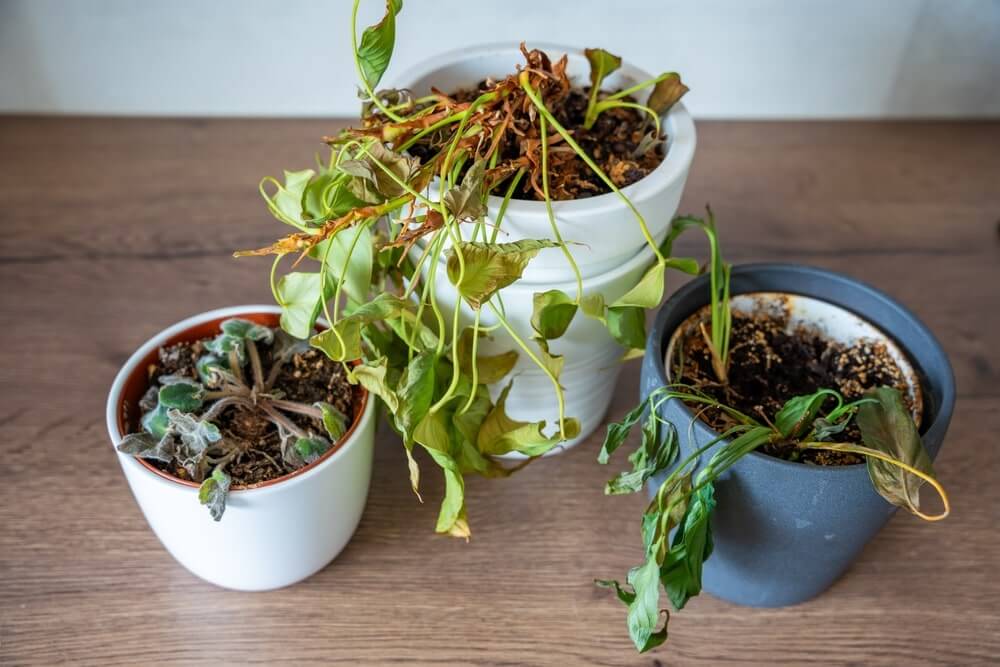 augalas atrodo mirštantis, keli vystantys kambariniai augalai skirtinguose vazonuose