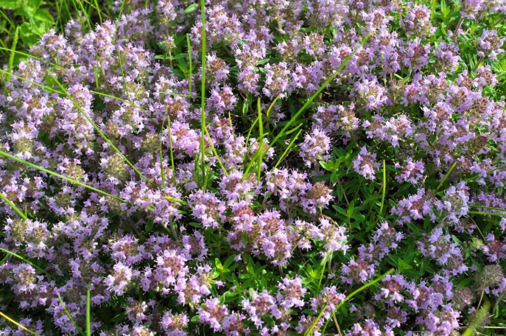 čiobrelių užpilo nauda siejama su vešliai žydinčiais čiobreliais lauke, pilnais aromatinių medžiagų