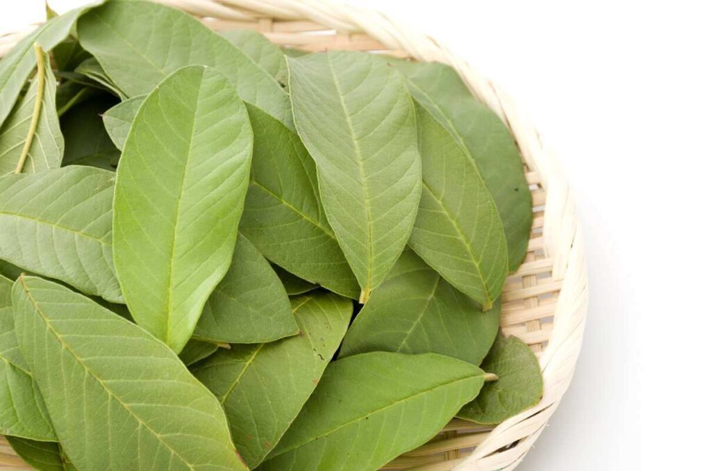 Guavos lapų nauda perteikta iš arti, parodyti švarūs džiovinti lapai pintame krepšelyje.
