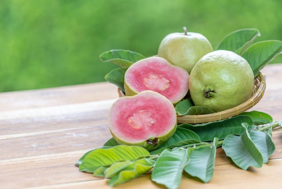 Guavos lapų nauda pavaizduota šalia šviežių vaisių ir nupjauto guavos minkštimo.