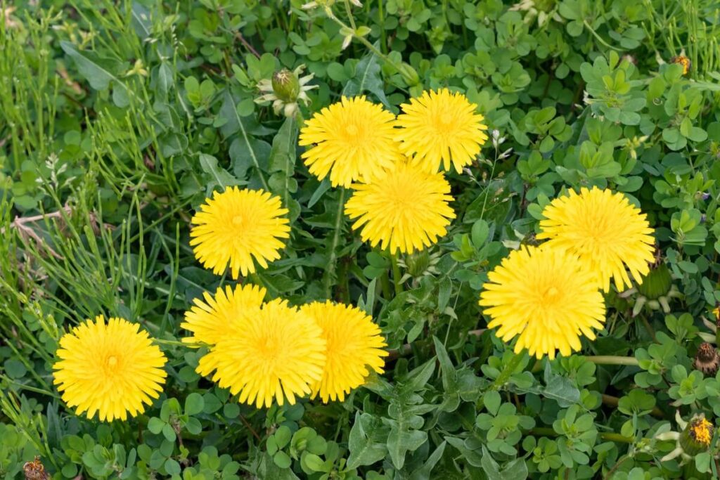 kiaulpienės nauda perteikta kelių žydinčių žiedų vaizde žaliame fone