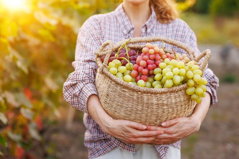 Kurios vynuogės naudingesnės – pintame krepšyje laikomos žalios ir raudonos vynuogės, paruoštos vartojimui.