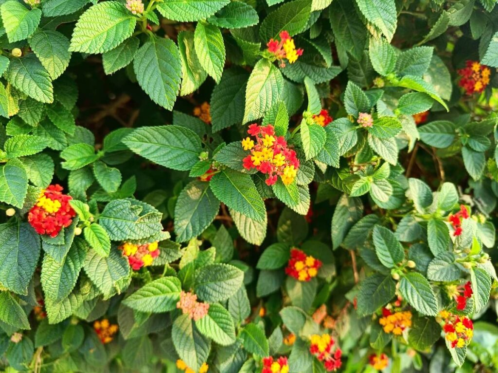 lantana nauda žalias tankus krūmas su ryškiais geltonais ir raudonais žiedais, augantis šilto klimato sode.