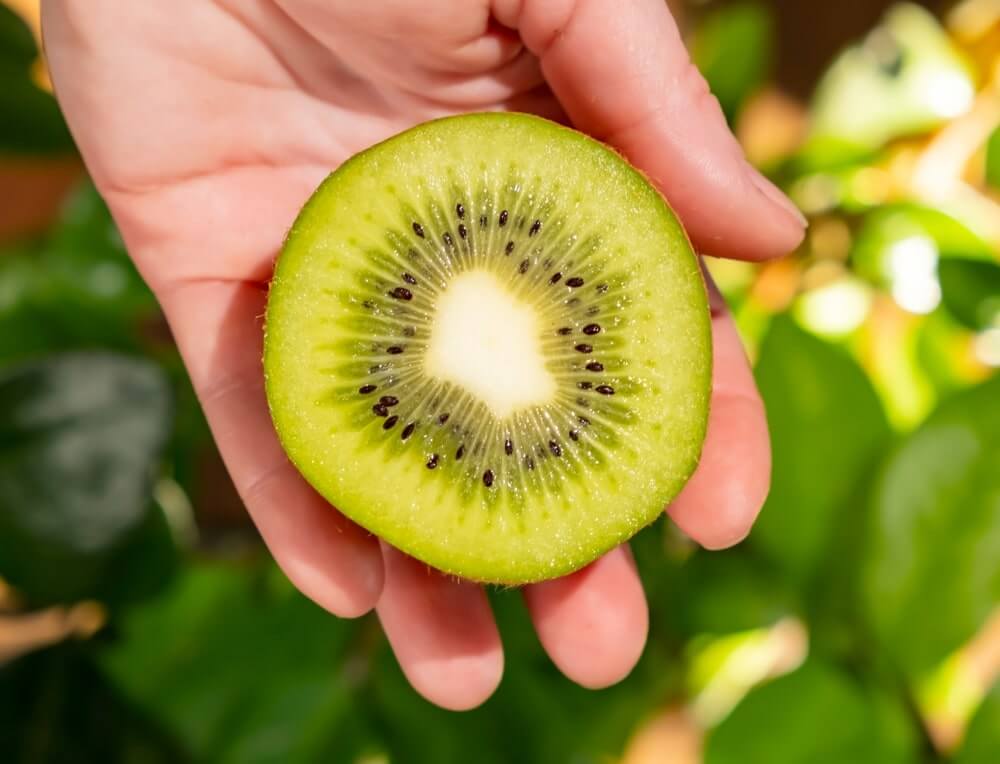 lėtinis užkietėjimas kivis rankoje natūralioje aplinkoje